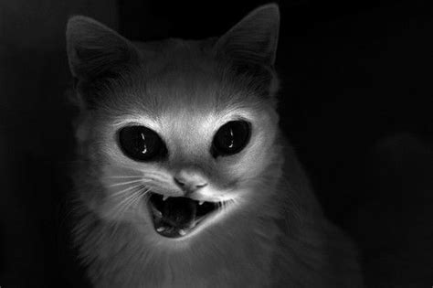 scary cat pictures|creepy cat face.